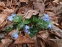Пупiвник весняний (Omphalodes verna) - 3