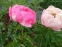 Півонія "Тропікана" (Paeonia "Tropicana") - 7