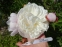 Півонія "Гарденія" (Paeonia "Gardenia") - 2