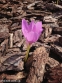 Пізньоцвіт "Розі Дон" (Colchicum "Rosy Dawn") - 1