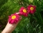 Маруна рожева гібрид "Джемс Келвей" (Pyrethrum roseum hybridum "James Kelway") - 1