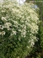 Клематіс прямий (Clematis recta) - 11