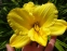 Лілійник "Геліос" (Hemerocallis "Helios") - 1