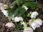 Чемерник чорний "Максіма" (Helleborus niger "Maxima") - 4