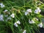 Традесканція Андерсона "Оспрей" (Tradescantia х andersoniana "Osprey") - 2
