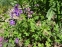 Герань гімалайська "Бірч Дабл" (Geranium himalayense "Birch Double") - 3