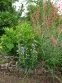Пенстемон бородатий (Penstemon barbatus) - 2
