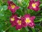Лілійник "Франсіс оф Ассіс" (Hemerocallis "Francis of Assisi") - 3