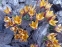 Крокус золотистий "Едванс" (Crocus chrysanthus "Advance") - 1