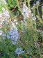 Вероніка лежача "Нестор"  (Veronica prostrata "Nestor") - 3