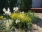 Кореопсис кільчастий "Загреб" (Coreopsis verticillata "Zagreb") - 6