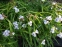 Традесканція Андерсона "Оспрей" (Tradescantia х andersoniana "Osprey") - 5