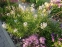 Амсонія табермонтана (Amsonia tabernaemontana) - 2