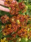 Геленіум "Тай Дай" (Helenium "Tie Dye") - 2