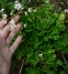 Ломикамінь тінистий "Варієгата" (Saxifraga urbium "Variegata") - 1