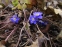 Печіночниця благородна (Hepatica nobilis) - 4