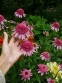 Ехінацея пурпурова "Раззматазз" (Echinacea purpurea "Razzmatazz") - 1