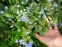 Бруннера великолиста "Ленгтріз" (Brunnera macrophylla "Langtrees") - 5