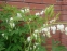Лампрокапнос чудовий "Альба" (Lamprocapnos spectabilis "Alba") - Діцентра чудова "Альба" - 5