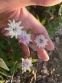 Анемона дібровна "Блю Айс" (Anemone nemorosa "Blue Eyes") - 1