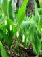 Купина запашна (Polygonatum odoratum) - 1