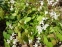 Горянка пишна "Нівеум" (Epimedium x youngianum "Niveum") - 5