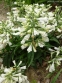 Пенстемон жорстковолосистий підвид карликовий, білоквіткова форма (Penstemon hirsutus f. albiflorus) - 2