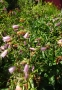 Дзвоники крапчасті (Campanula punctata) - 2