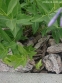 Амсонія "Блю Айс" (Amsonia "Blue Ice") - 3