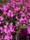 Гвоздики дельтовидні (Dianthus deltoides) - 1