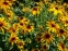 Рудбекія двоколірна (Rudbeckia bicolor) - 5