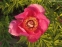 Півонія лікарська (Paeonia officinalis) - 3