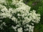Клематіс прямий (Clematis recta) - 9