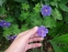 Герань Ренарда "Філіпп Вапель" (Geranium renardii "Philippe Vapelle") - 6