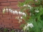 Лампрокапнос чудовий "Альба" (Lamprocapnos spectabilis "Alba") - Діцентра чудова "Альба" - 3