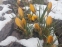 Крокус золотистий "Дороті" (Crocus chrysanthus "Dorothy") - 5