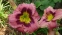 Лілійник "Олвейс Афтенун" (Hemerocallis "Always Afternoon") - 2