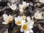 Крокус золотистий "Сноу Бантін" (Crocus chrysanthus"Snow Bunting") - 5