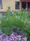 Амсонія табермонтана (Amsonia tabernaemontana) - 3