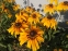 Рудбекія двоколірна (Rudbeckia bicolor) - 1