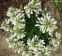 Пенстемон жорстковолосистий підвид карликовий, білоквіткова форма (Penstemon hirsutus f. albiflorus) - 3