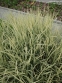 Райграс бульбистий "Варієгатум" (Arrhenatherum elatius subsp. bulbosum "Variegatum") - 1