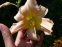 Лілійник  "Катаріна Вудберрі" (Hemerocallis"Catherine Woodburry") - 2