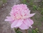 Півонія "Воппер" (Paeonia "Whopper") - 4