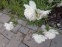 Півонія "Расберрі Сандей" (Paeonia "Raspberry Sundae") - 5