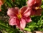 Лілійник "Сілоам Рібон Канді" (Hemerocallis "Siloam Ribbon Candy") - 2