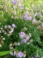 Герань лучна "Саммер Скайс" (Geranium pratense "Summer Skies") - 2
