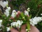 Екзохорда Королькова (Exochorda korolkowii) - 1