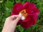 Півонія "Постільйон" (Paeonia "Postillion") - 5