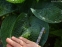Хоста "Абіква Дрінкінг Гоурд" (Hosta "Abiqua Drinking Gourd") - 4